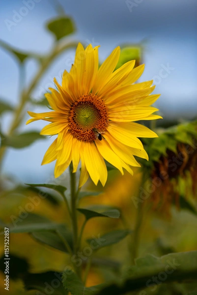 Fototapeta Sunflower blooms under a bright sky with buzzing bees Vibrant yellow sunflower stands tall against a blue sky, attracting buzzing bees in a lively garden. Nature showcases its beauty in full bloom.