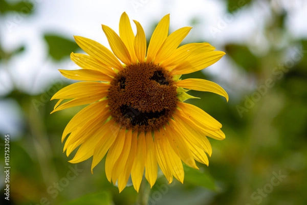 Fototapeta Cheerful sunflower grinning amidst lush greenery in bright daylight A sunny sunflower with a friendly smile stands out against green foliage, bringing joy and warmth on bright day in nature's embrace