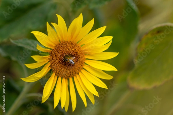 Fototapeta Bright sunflower with a busy bee collecting nectar in a garden A vibrant sunflower stands tall, its golden petals spread out wide while a busy bee gathers nectar in a lush garden during a sunny 