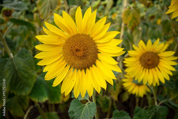 Fototapeta Vibrant sunflowers basking in the sun during summer bloom Bright yellow sunflowers stand tall in lush field, soaking up warm summer sunlight, creating a cheerful and lively atmosphere for all to enjoy