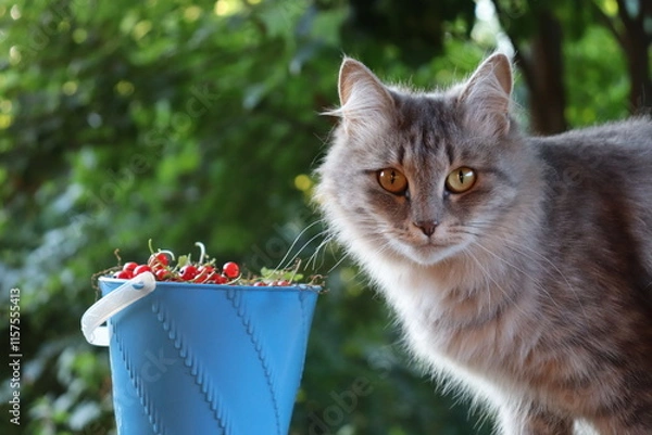 Fototapeta A cat and a bucket of berries. Portrait of a cat with a bucket of currants. Basket and a cat
