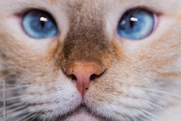 Fototapeta Serious face of a peach-colored Thai cat with bright blue eyes and a freckle on the nose close up.