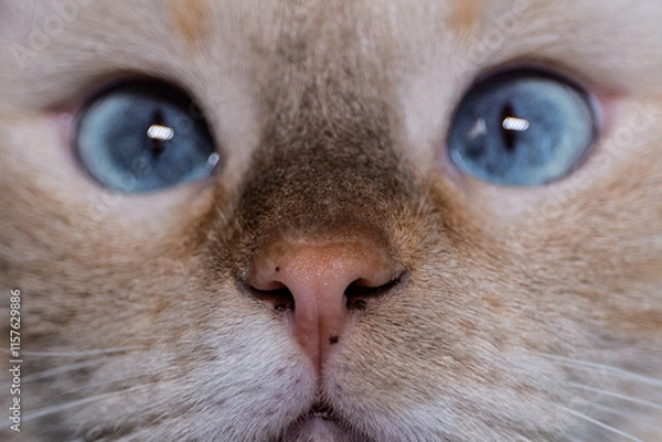 Fototapeta Portrait of a cute and sweet looking Thai cat with bright blue eyes and freckles on his nose close up.