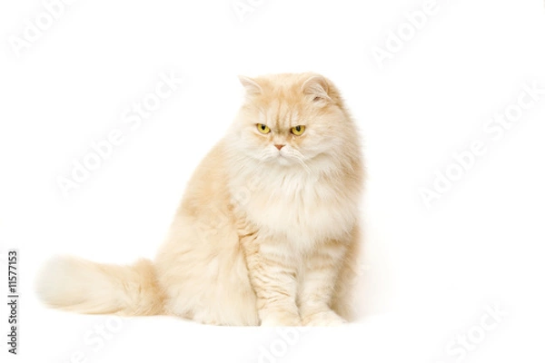 Fototapeta Red cat on a white background