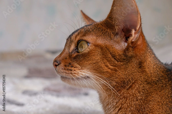 Fototapeta Abyssinian cat close up portrait
