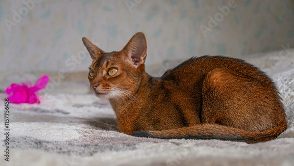 Fototapeta Abyssinian cat lying on the bed