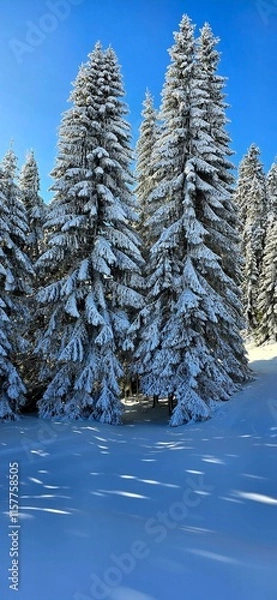 Obraz snow covered trees