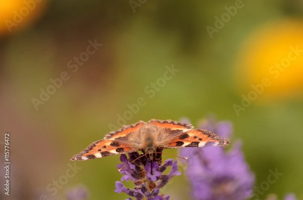 Obraz la petite tortue