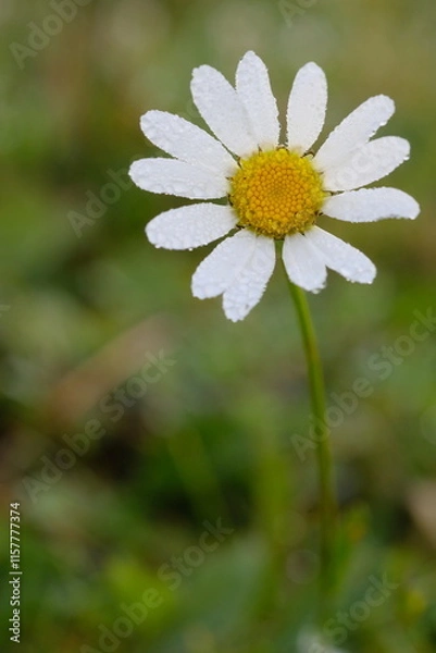 Fototapeta One white and yellow daisy flower in the field.