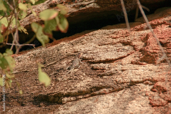 Fototapeta A cautious lizard on a rock surface. Mimicry is a way to remain unnoticed. Africa.