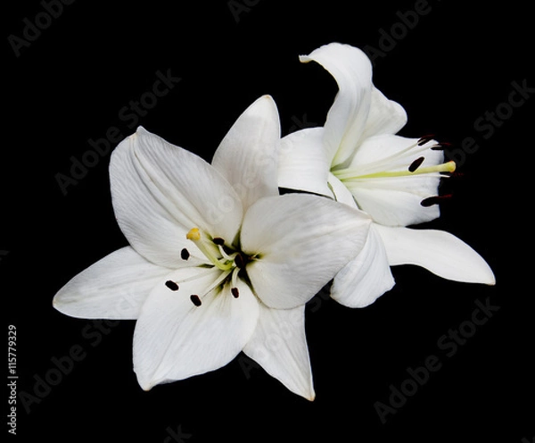 Obraz White lily on a black