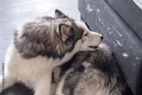 Fototapeta Fluffy siberian husky dog lies on floor near the bed and sheds heavily, leaving fur on the furniture, problem of sesonal shedding of a pet and cleaning,