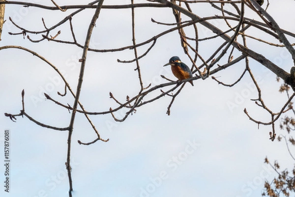 Fototapeta martin-pêcheur d'europe  posé sur une branche
