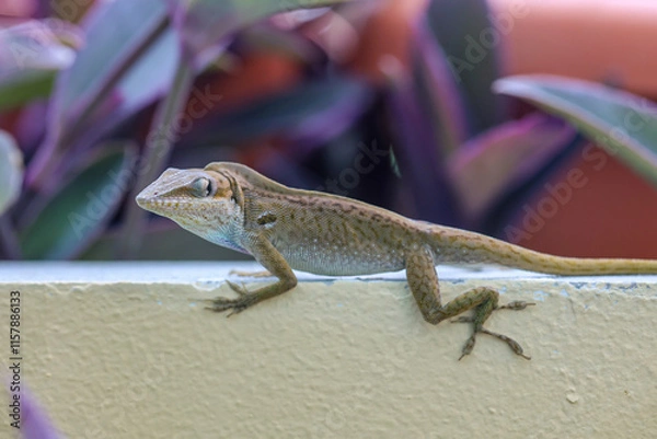 Obraz Ein Gekko, eine Anolis auf einem Geländer.
