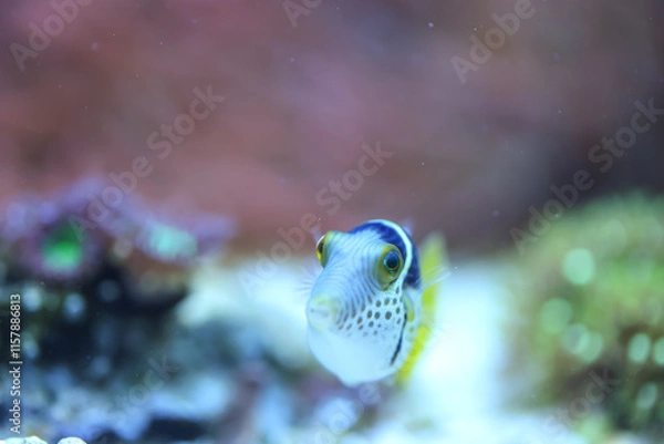 Obraz Portrait eines Canthigaster valentini Sattel-Spitzkopfkugelfisch, Sattel-Krugfisch. Ein sehr giftiges Tier.
