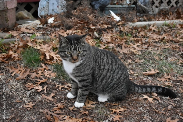 Fototapeta Gray Cat