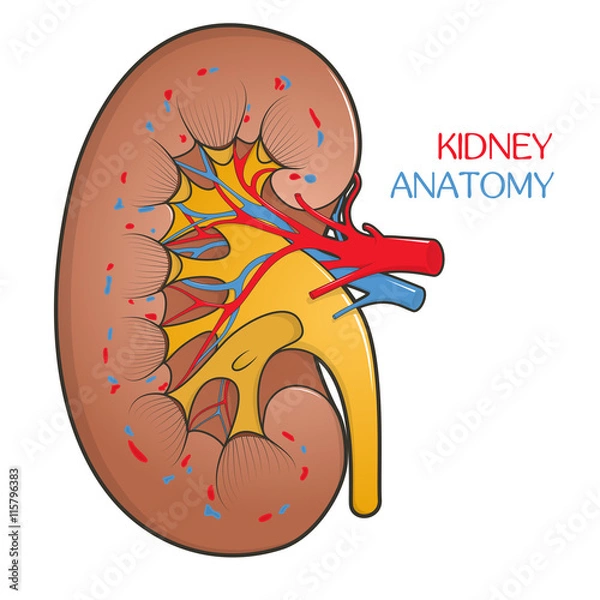 Fototapeta Human kidney in a cut