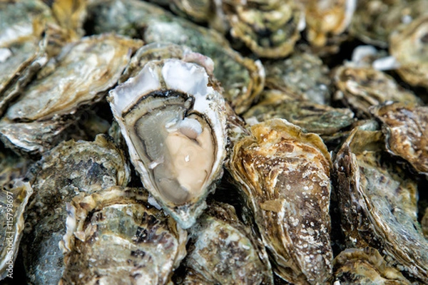 Obraz Tło ostrygi z Open Oyster