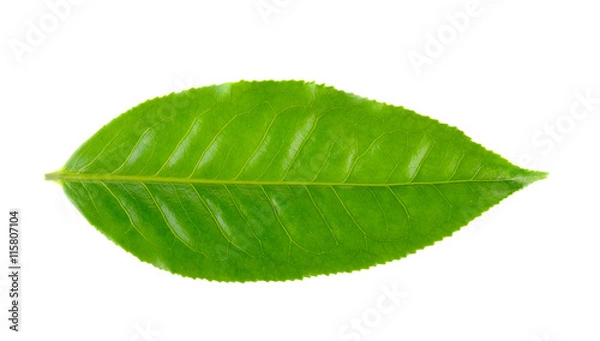 Fototapeta tea leaf