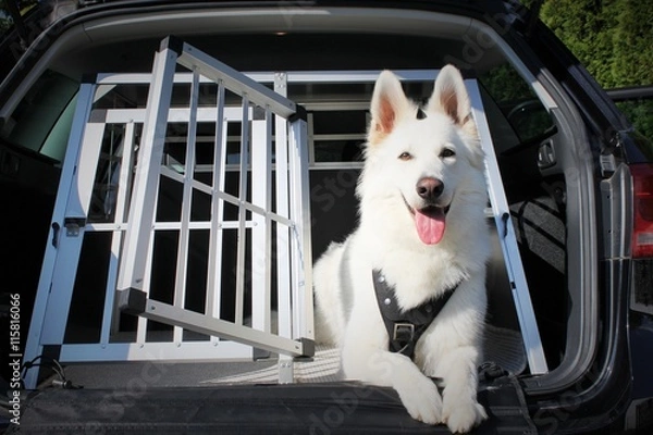 Obraz Psy w samochodzie