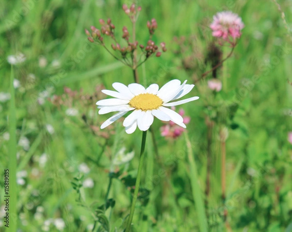 Obraz Daisy flower in the field