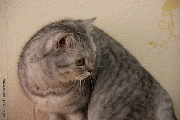 Fototapeta A gray British cat stands, turning to the right, against the background of a light wall