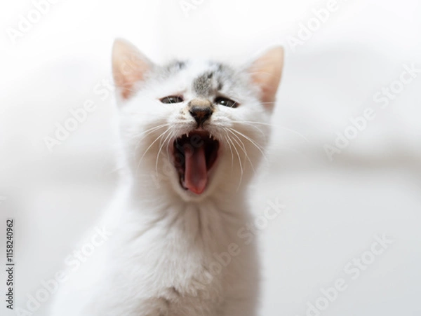 Fototapeta あくびをする子猫