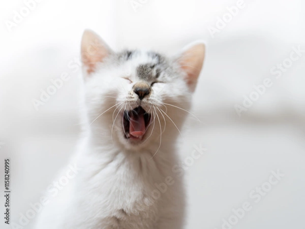 Obraz あくびをする子猫