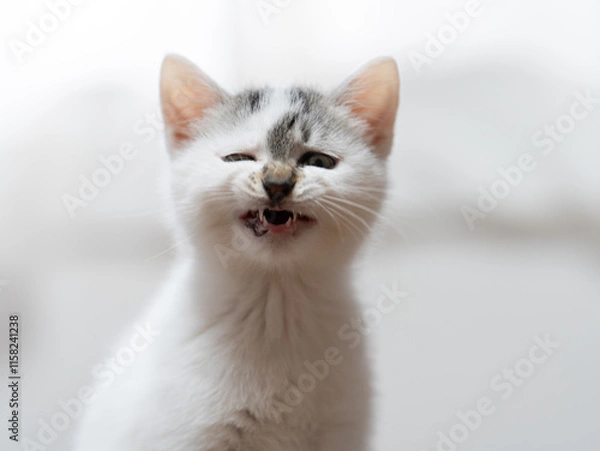 Obraz あくびをする子猫