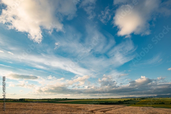 Fototapeta Landscape, agricultural wheat field and dramatic blue sky