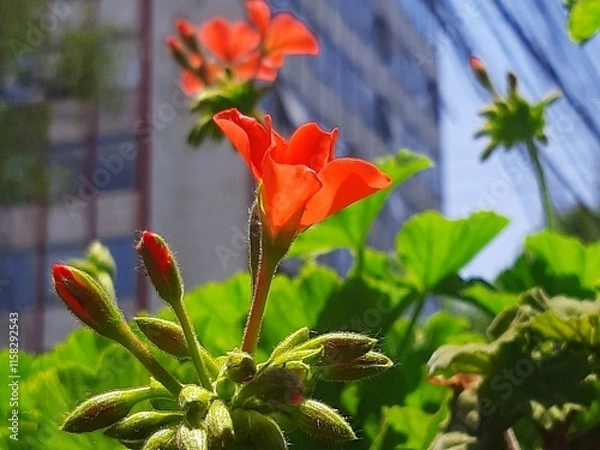 Obraz Beautiful orange flowers in the middle of the city, Hermosas flores de color naranja en medio de la ciudad 500