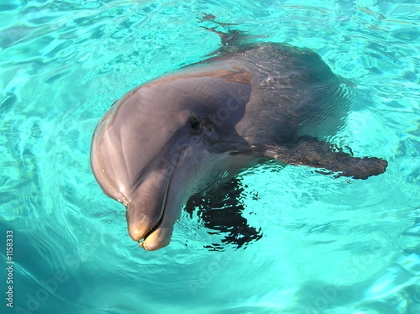 Obraz dolphin