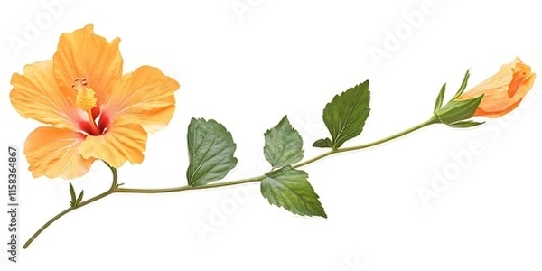 Fototapeta a flower on a branch