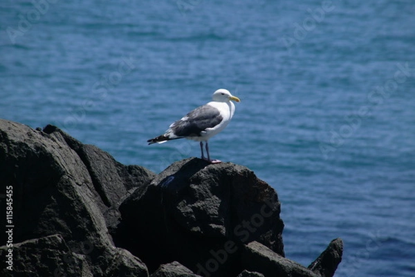 Obraz 礼文華海岸のカモメ