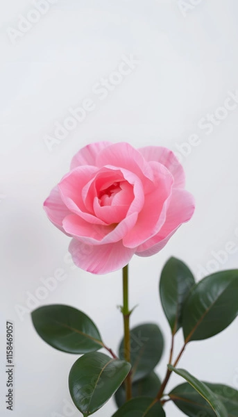 Fototapeta The beauty of a blooming camellia, with its soft pink hues standing out against the simplicity of a white wall, isometry