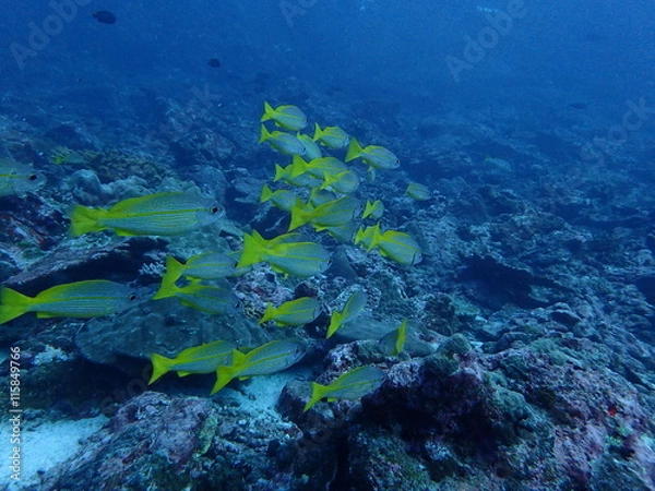 Fototapeta インド洋の黄色いヒメジの群れ