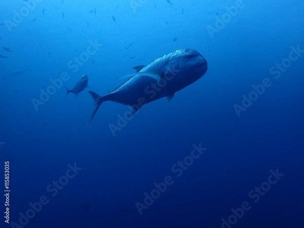 Fototapeta インド洋のローニンアジ