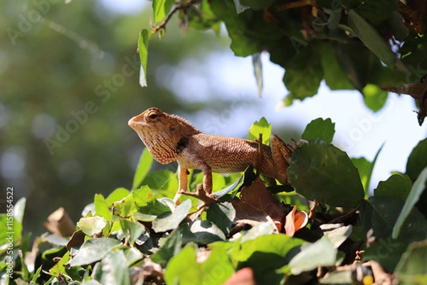 Fototapeta Lizard perched on green leaves, basking in sunlight, showcasing its textured skin and vibrant colors. serene moment in nature, highlighting wildlife and foliage