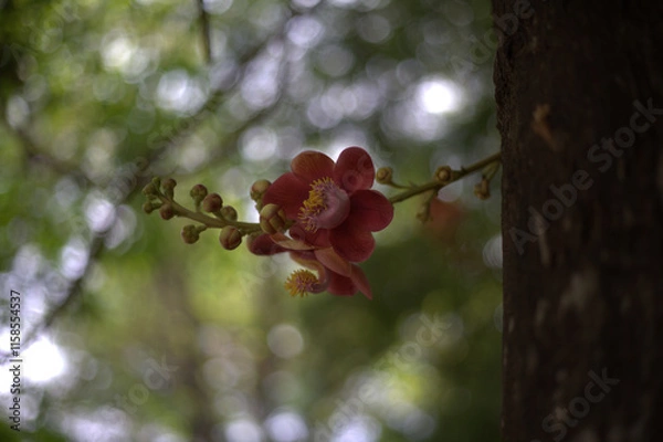 Fototapeta beautiful red flower with yellow details blooms on tree branch, surrounded by soft, blurred green background, creating serene and tranquil atmosphere