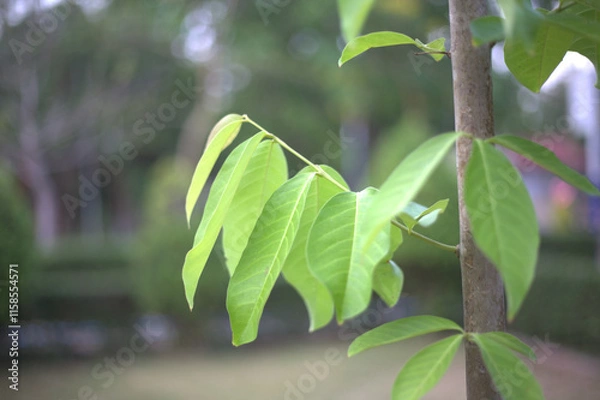 Fototapeta Fresh green leaves on tree branch, showcasing vibrant foliage in serene garden setting. soft focus highlights natural beauty and tranquility of environment