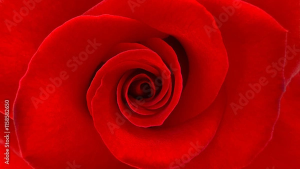 Fototapeta Blurred for background.Close-up of the center of a deep red rose head.
