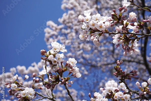 Fototapeta 満開の桜と青空