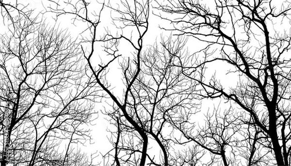 Obraz Tree branches isolated on the white background