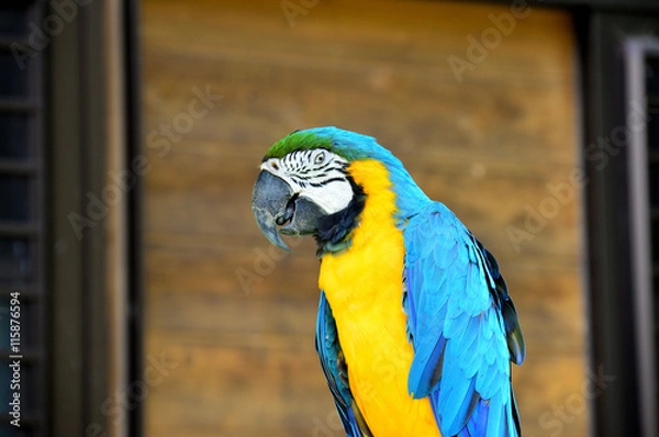 Fototapeta インコ