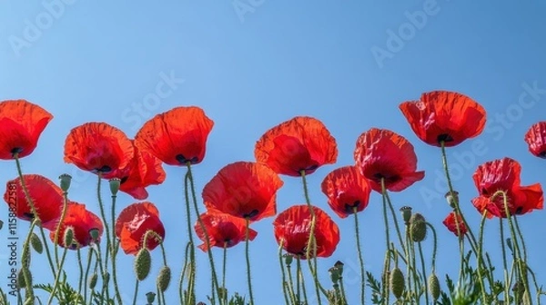 Fototapeta A dynamic display of red poppies against a clear blue sky, angled shot, Dramatic style