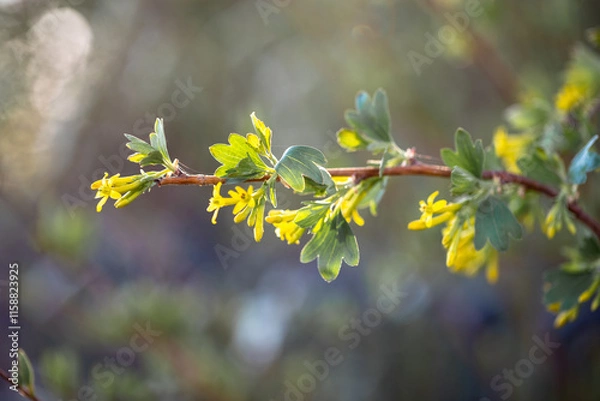 Fototapeta Yellow blooming Forsythia flowers in spring close up. Forsythia × intermedia, or border forsythia is an ornamental deciduous shrub of garden origin. 