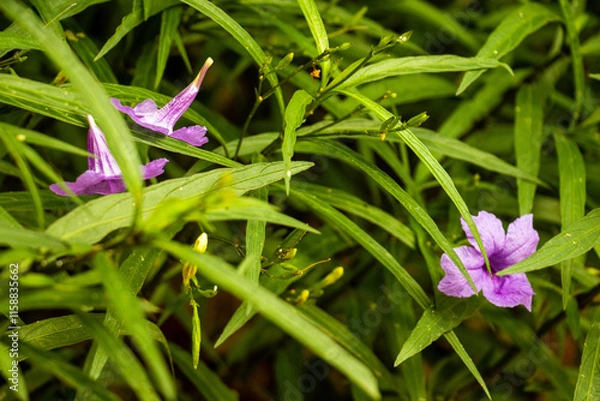 Obraz Hanging Natural Pods