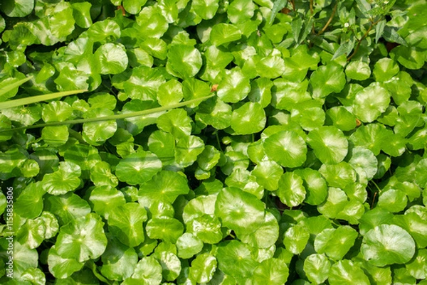 Obraz Shiny Centella Leaves