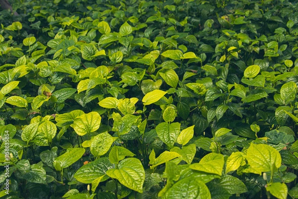 Obraz Lush Piper Leaves