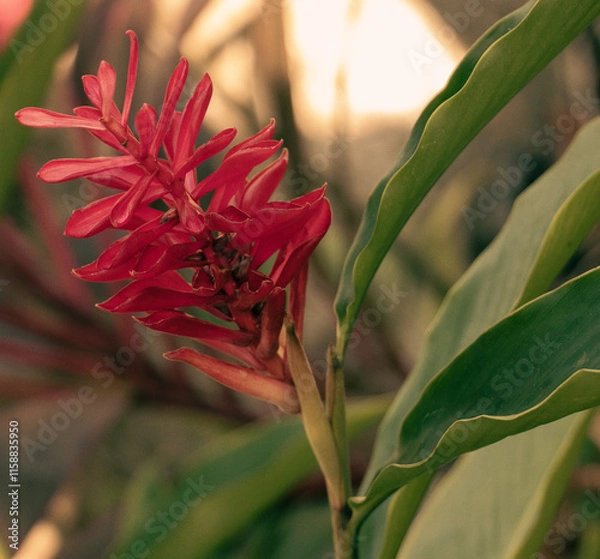 Obraz Red Tropical Bloom